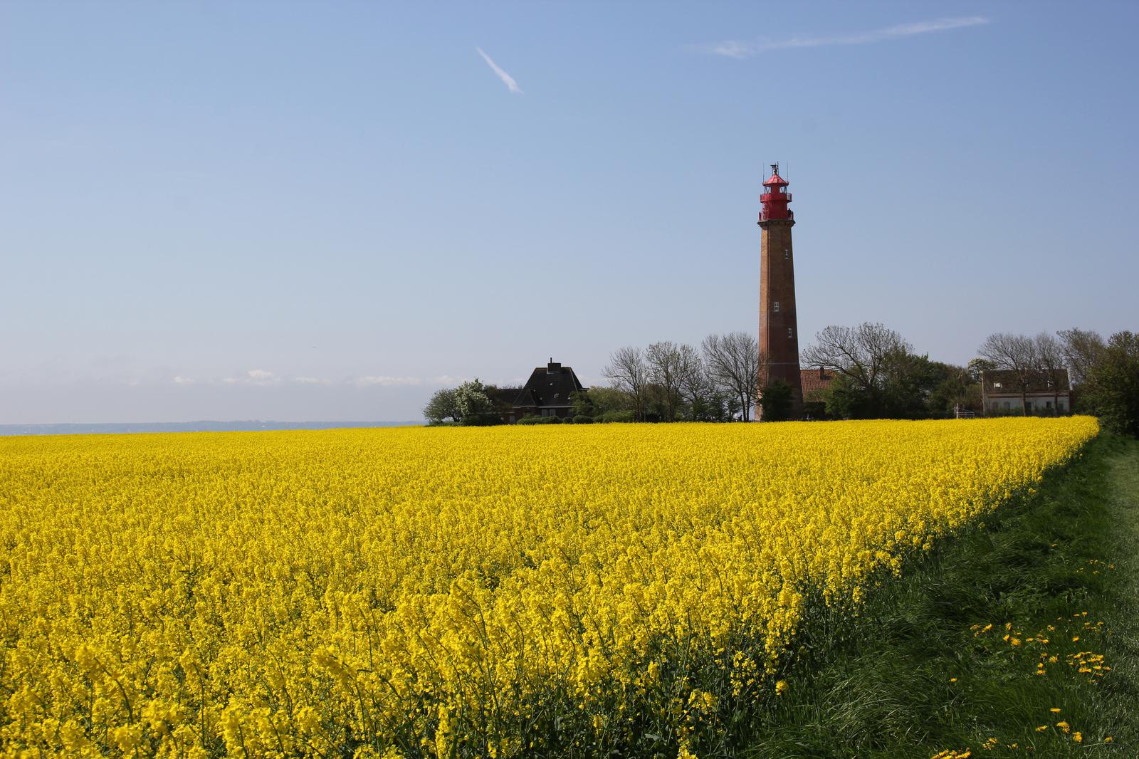 Fehmarn im Mai|Fehmarn|Ostsee|Ostseeinsel|Insel Fehmarn|Leuchtturm|Rapsfeld