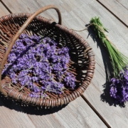 Lavendelöl|Lavendel-Salzpeeling| Lavendel-Saunasalz|Saunasalz|Lavendel|Lavandin|Naturkosmetik|DIY