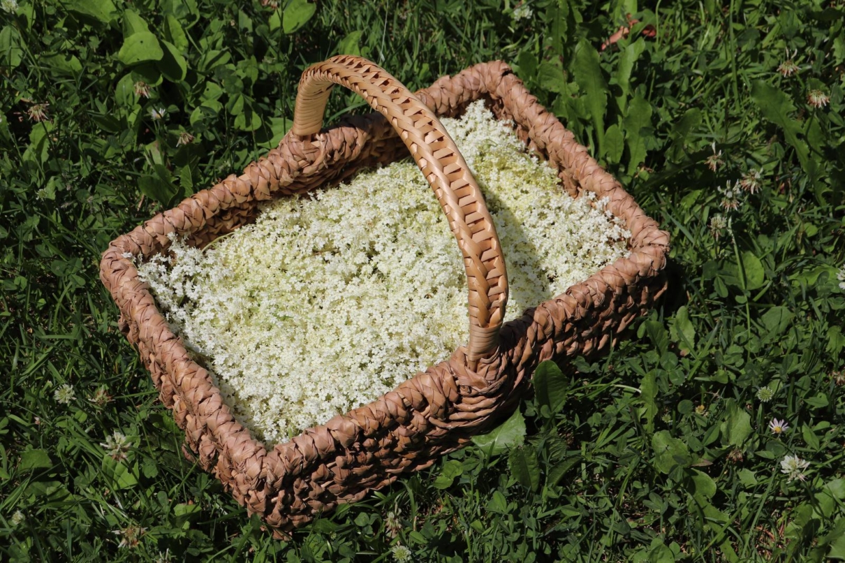 Orangen-Holunderblüten-Gelée – Utas Glück